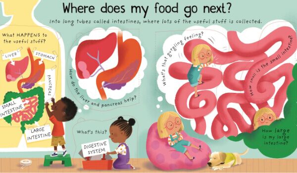 Usborne Lift the Flap First Questions and Answers Where does my food go? - Image 2